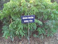 Cây giống Nhãn muộn Hưng Yên