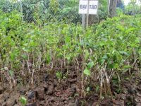 Cây Táo đại