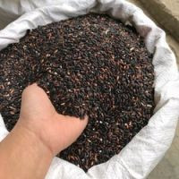 Gạo nếp cẩm Yên Thố