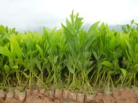 Cây keo giống